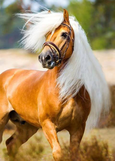 Haflinger Ponies